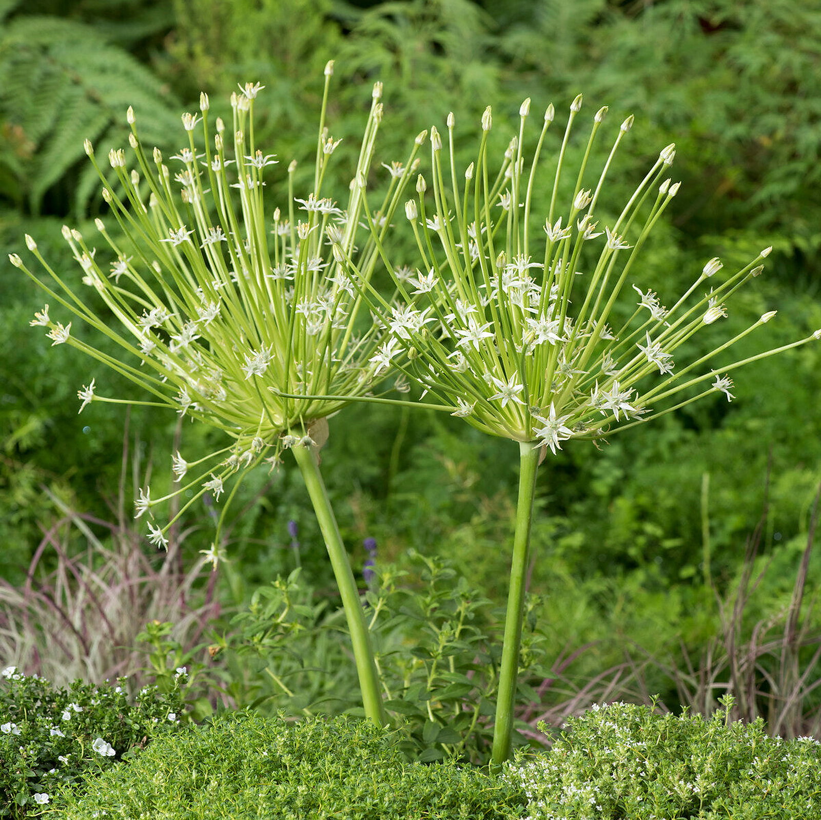 Allium Schubertii 'Arctic Snow'
