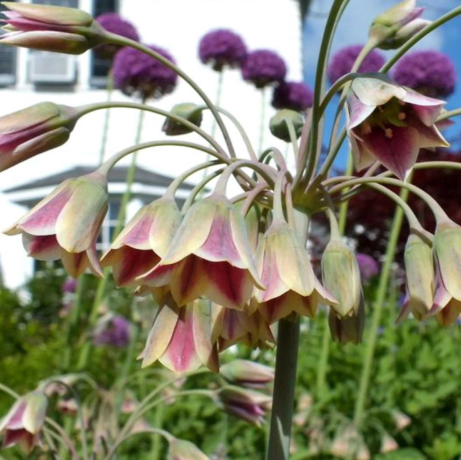 Allium Siculum Bulgaricum