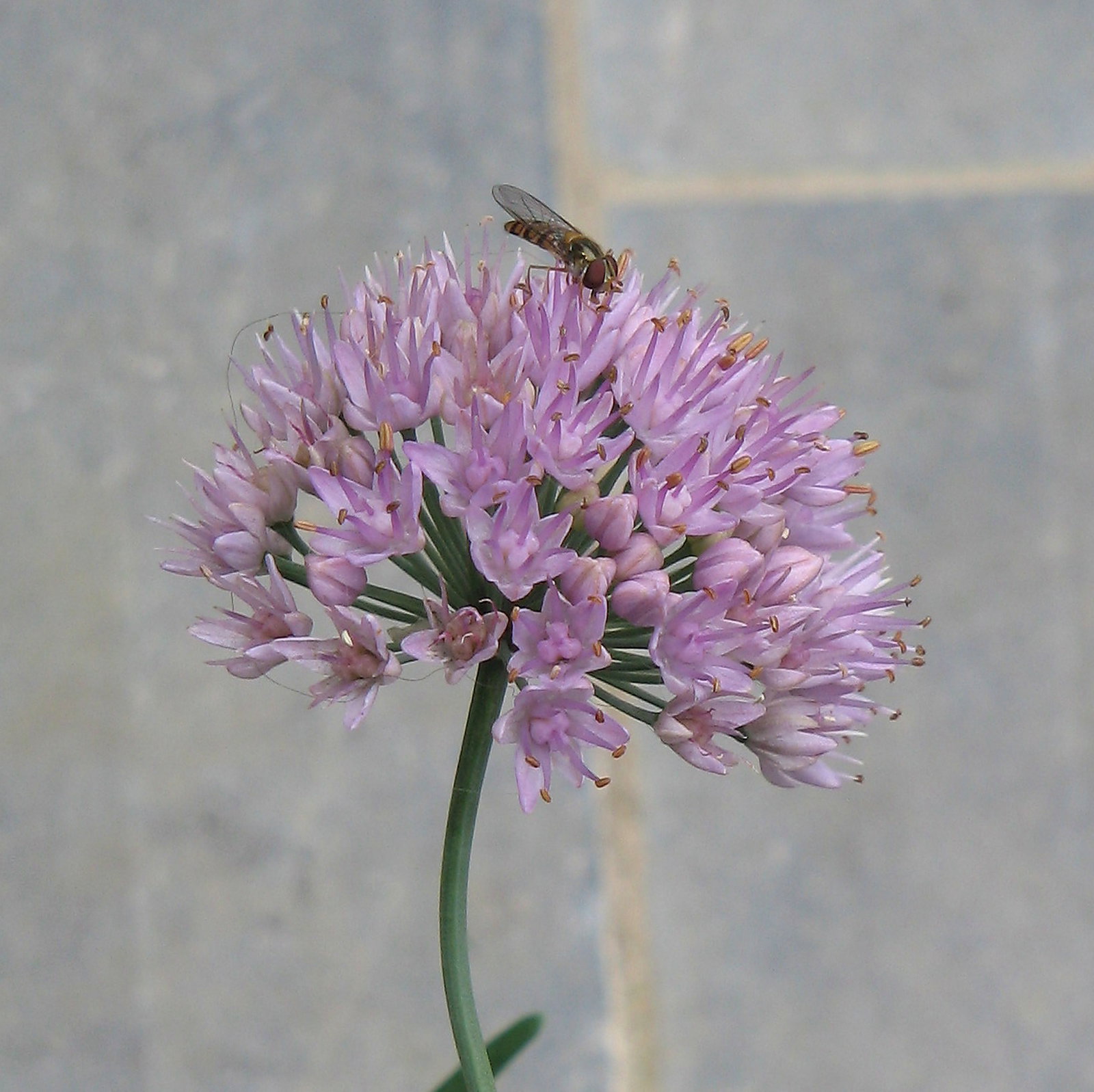 Allium Stellatum