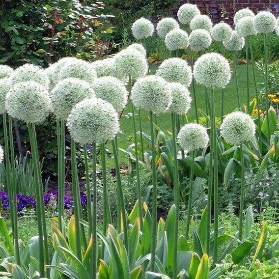 Allium Stipitatum 'Mount Everest'
