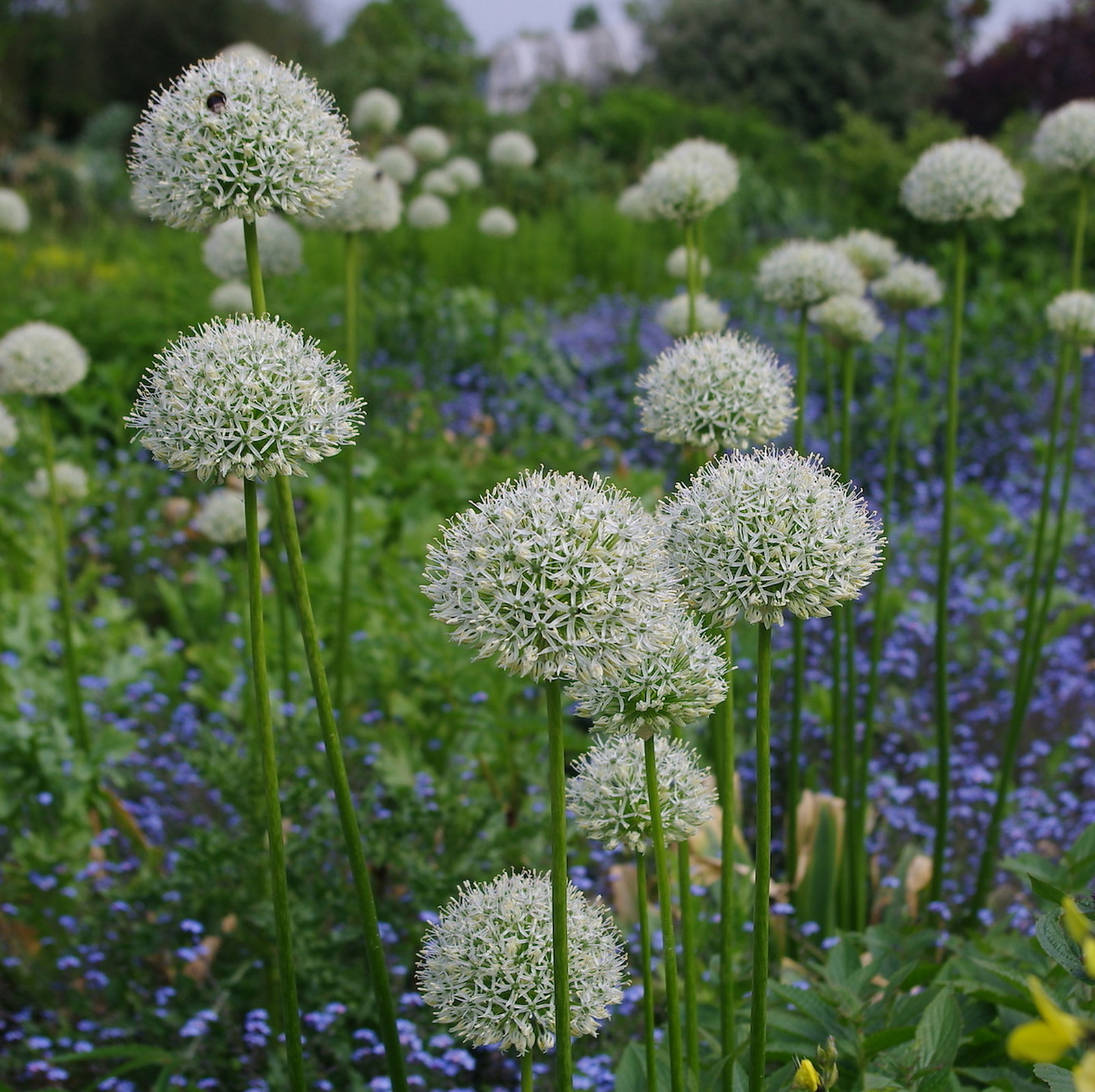Allium Stipitatum 'White Giant'