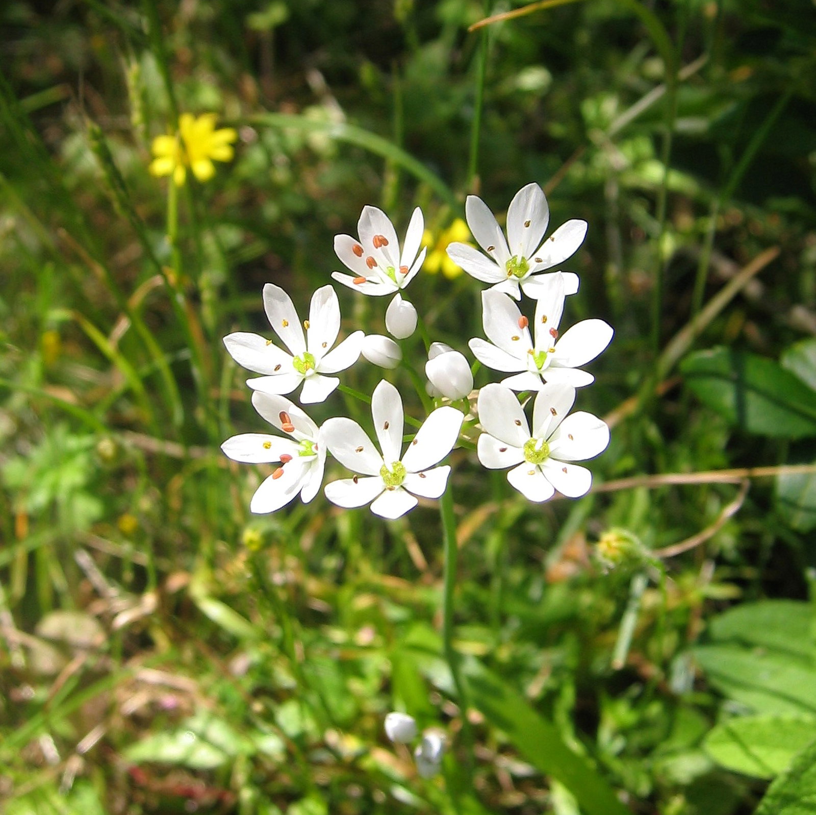 Allium Subhirsutum
