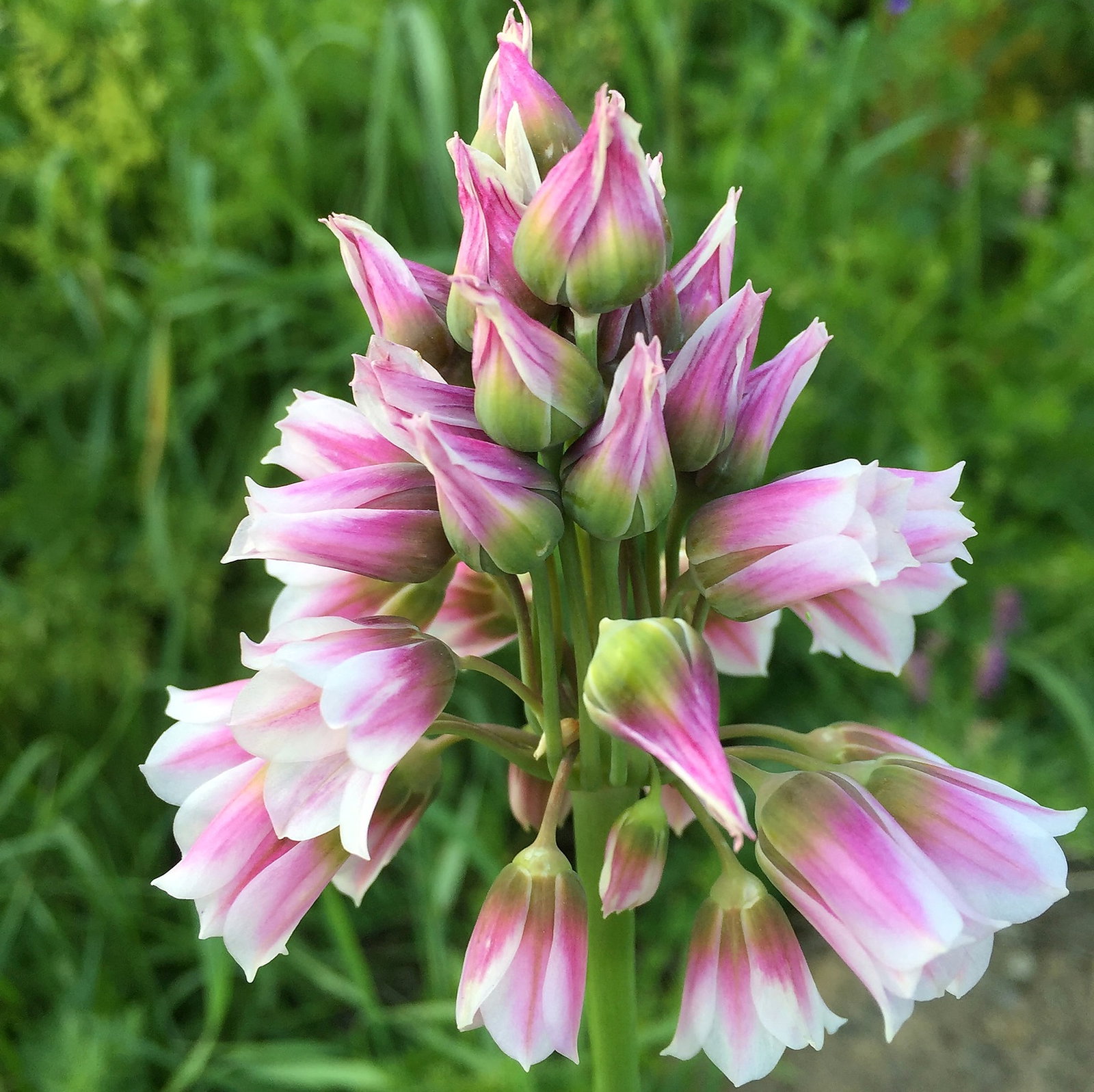 Allium Tripedale