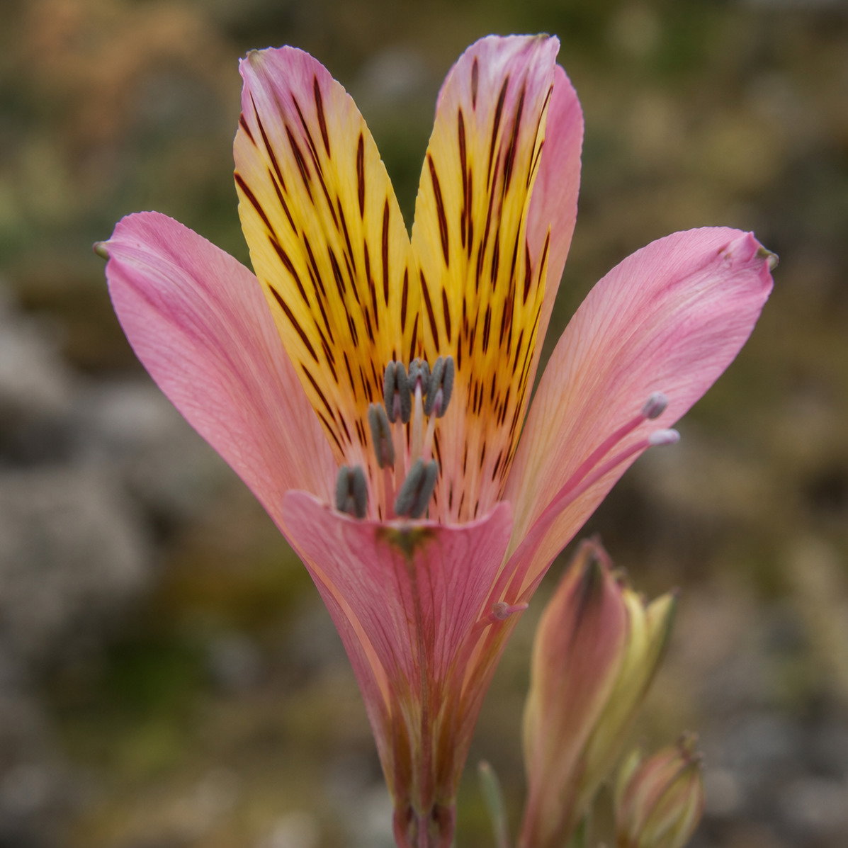 Alstroemeria Polpaicana
