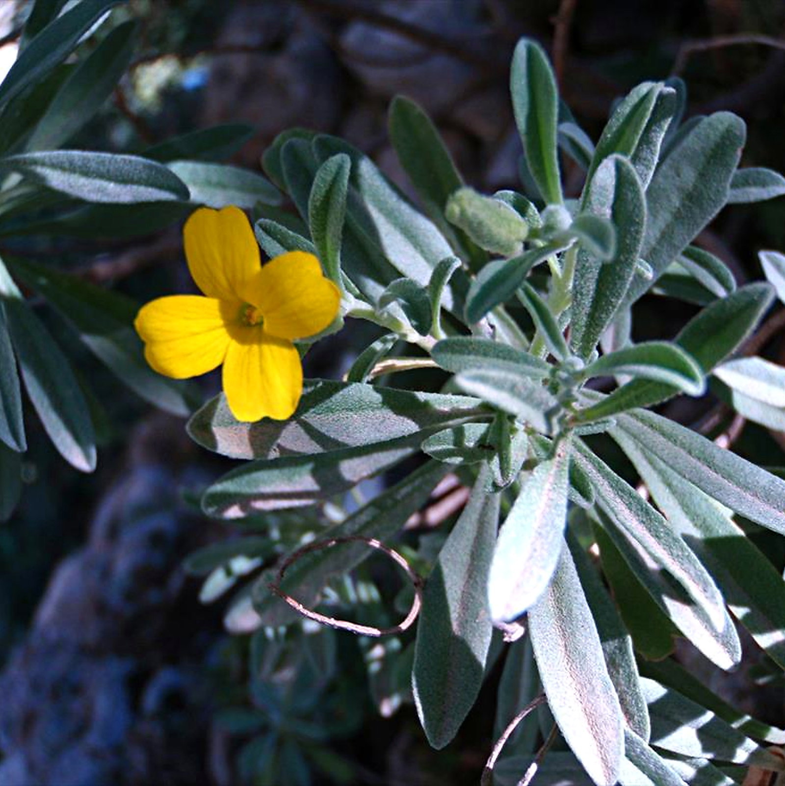 Alyssoides Cretica
