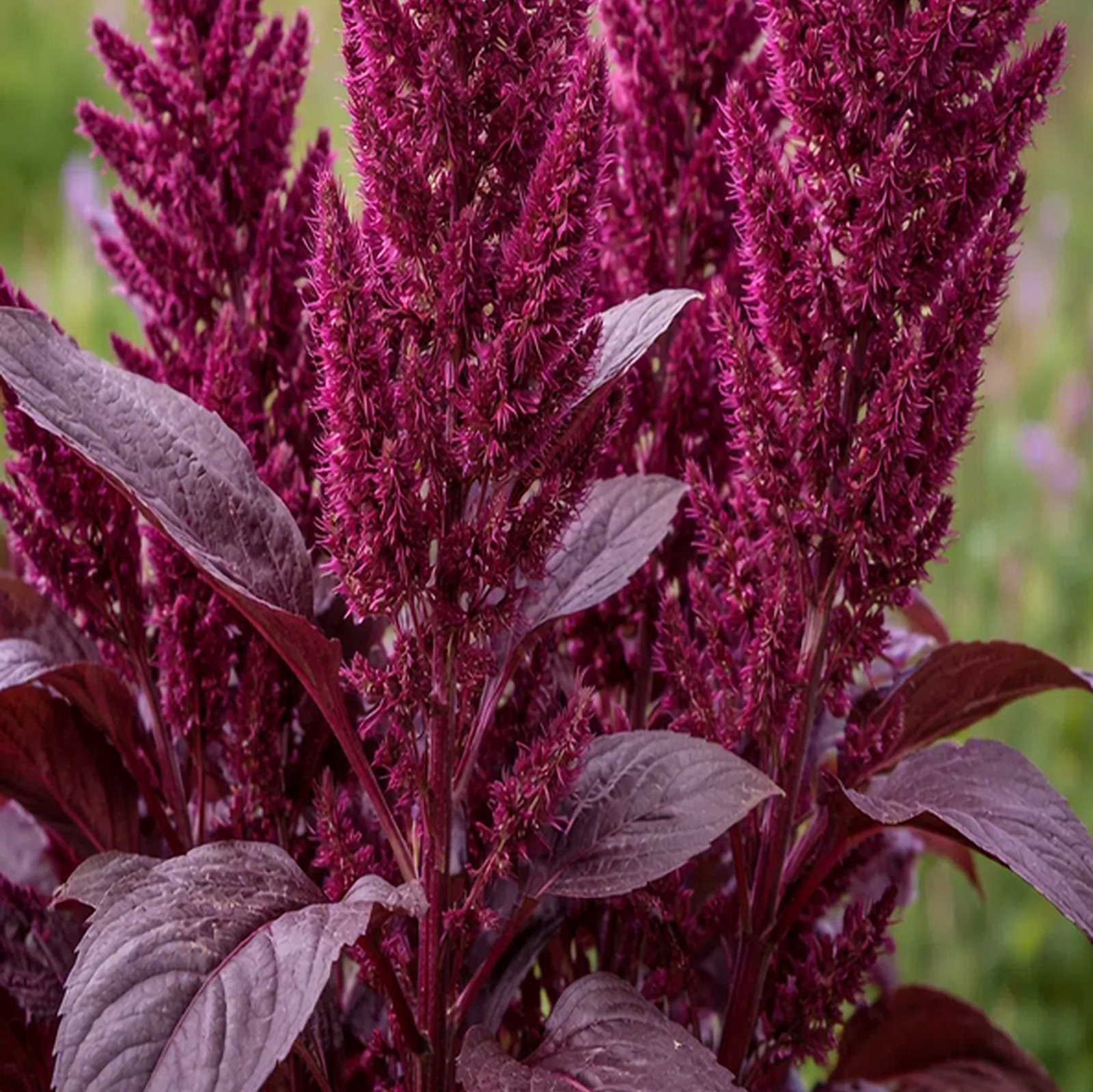 Amaranthus Cruentus