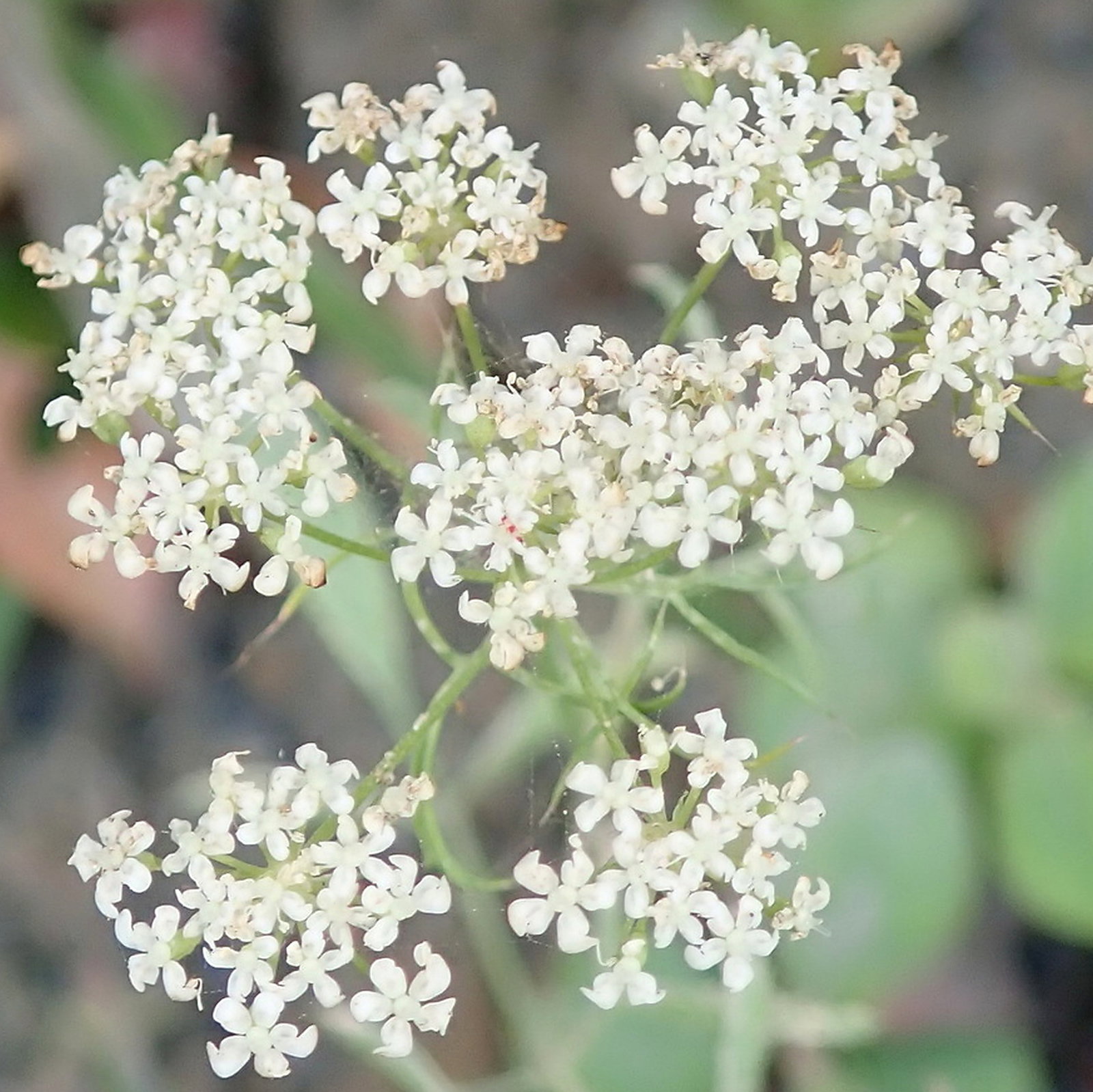Ammi Majus