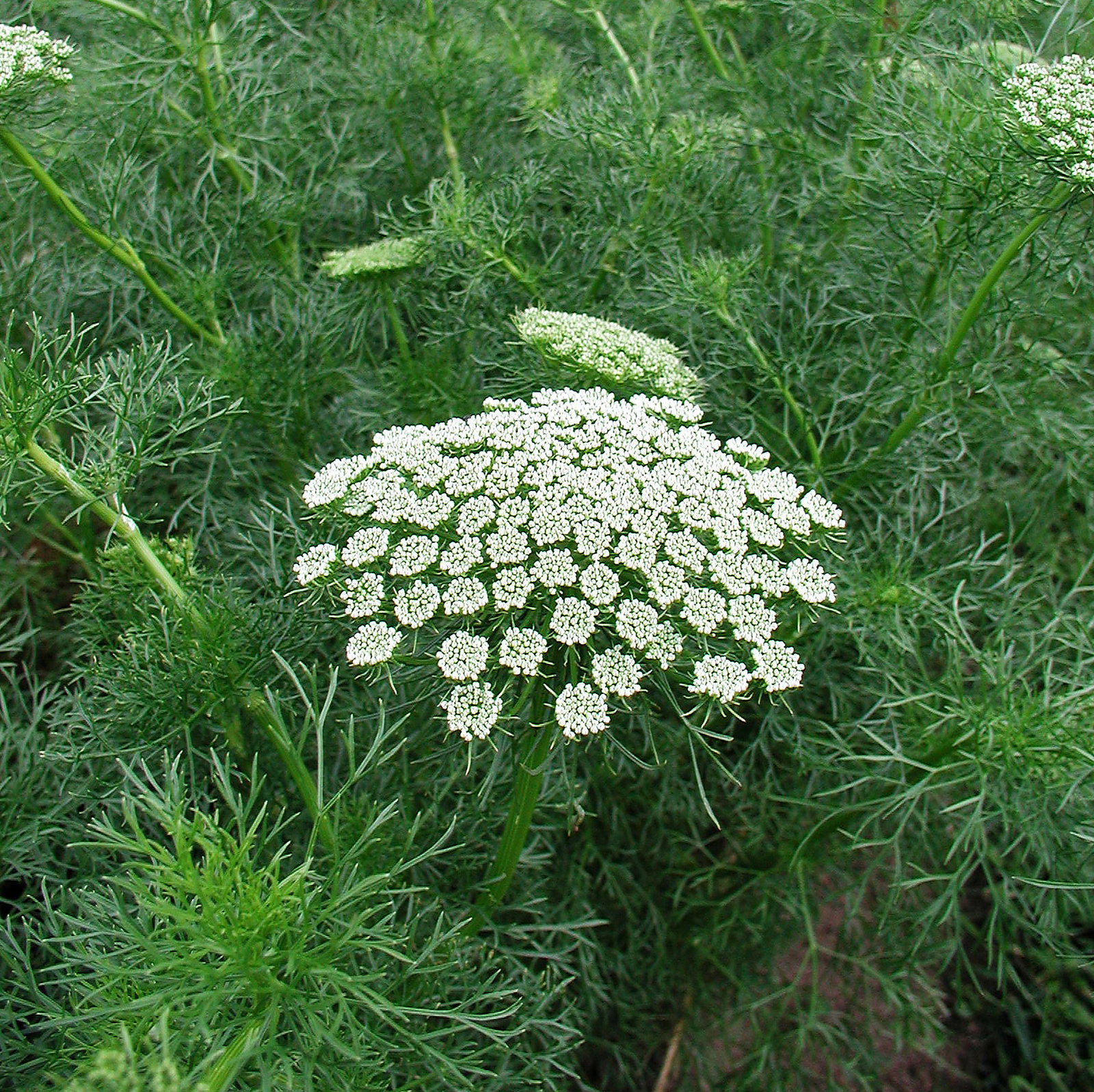 Ammi Visnaga