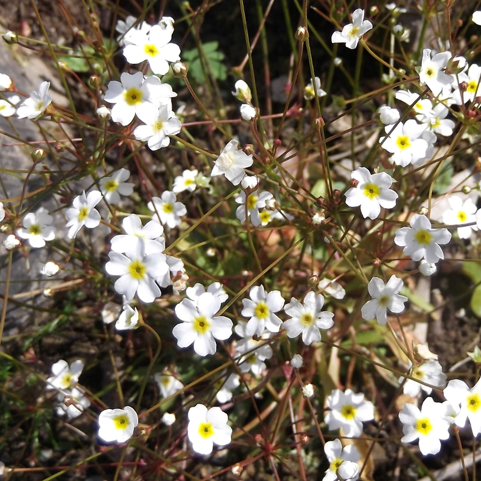 Androsace Septentrionalis Stardust