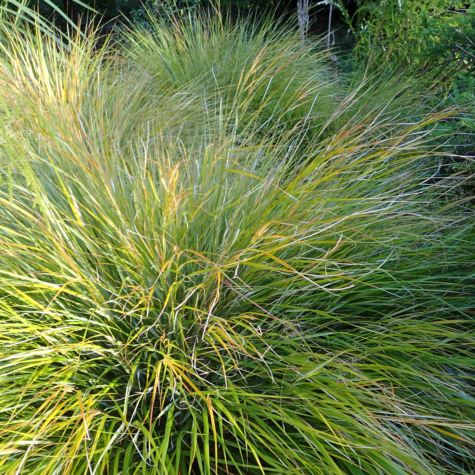 Anemanthele Lessoniana