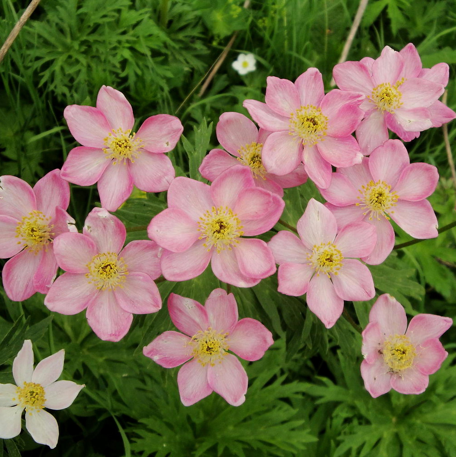 Anemone Fasciculata
