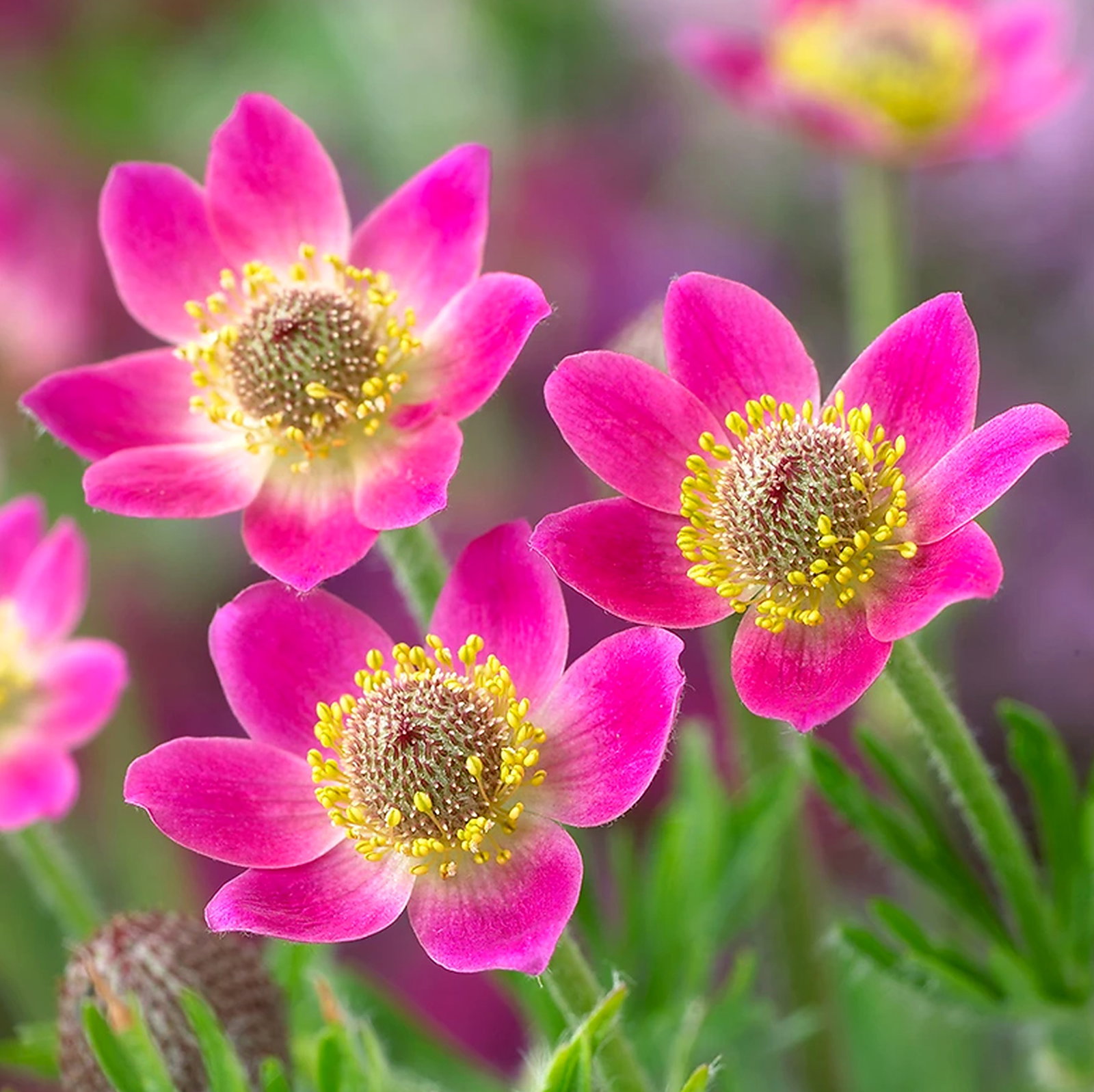 Anemone Multifida Mix