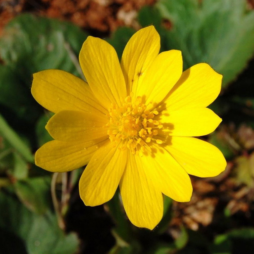 Anemone Palmata