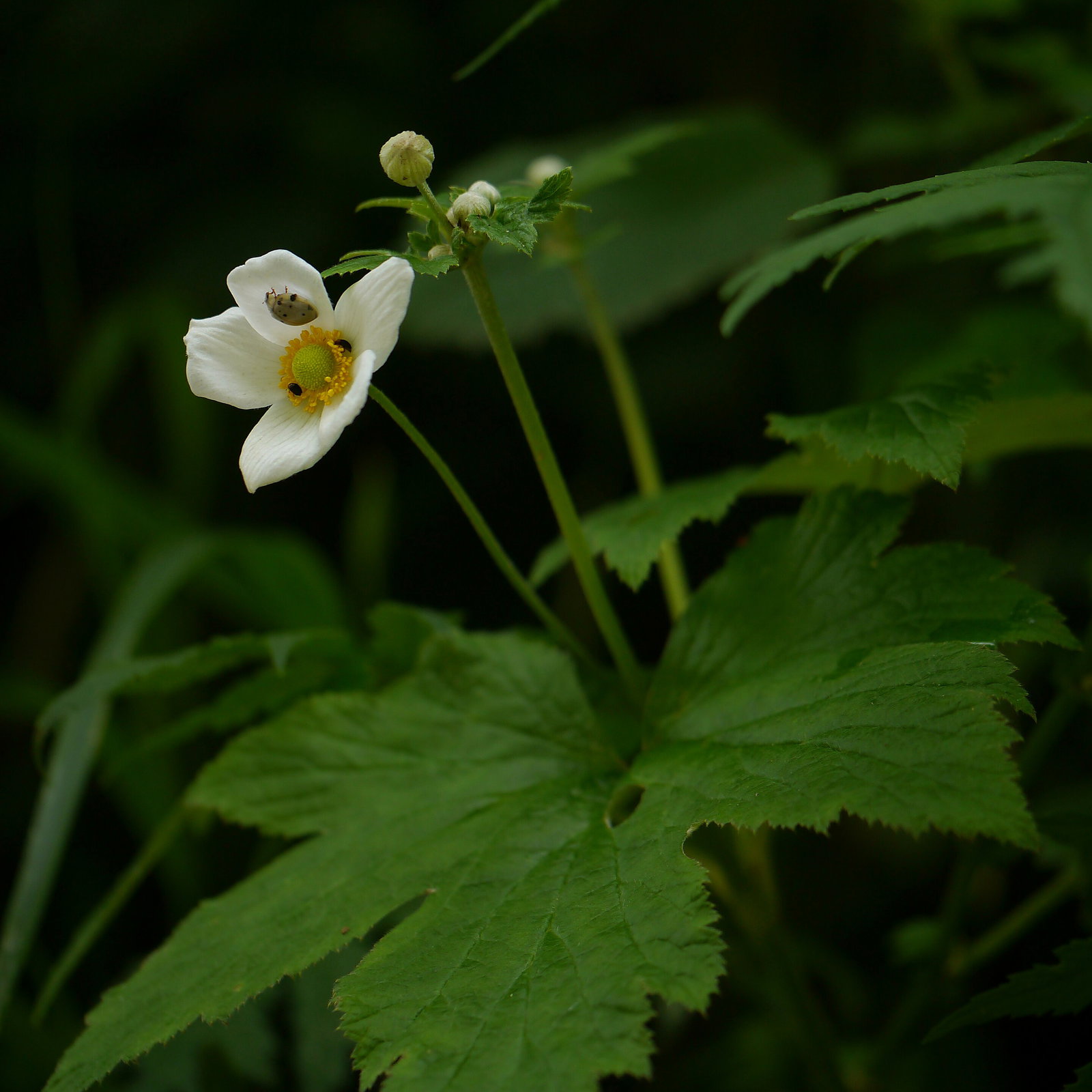 Anemone Vitifolia
