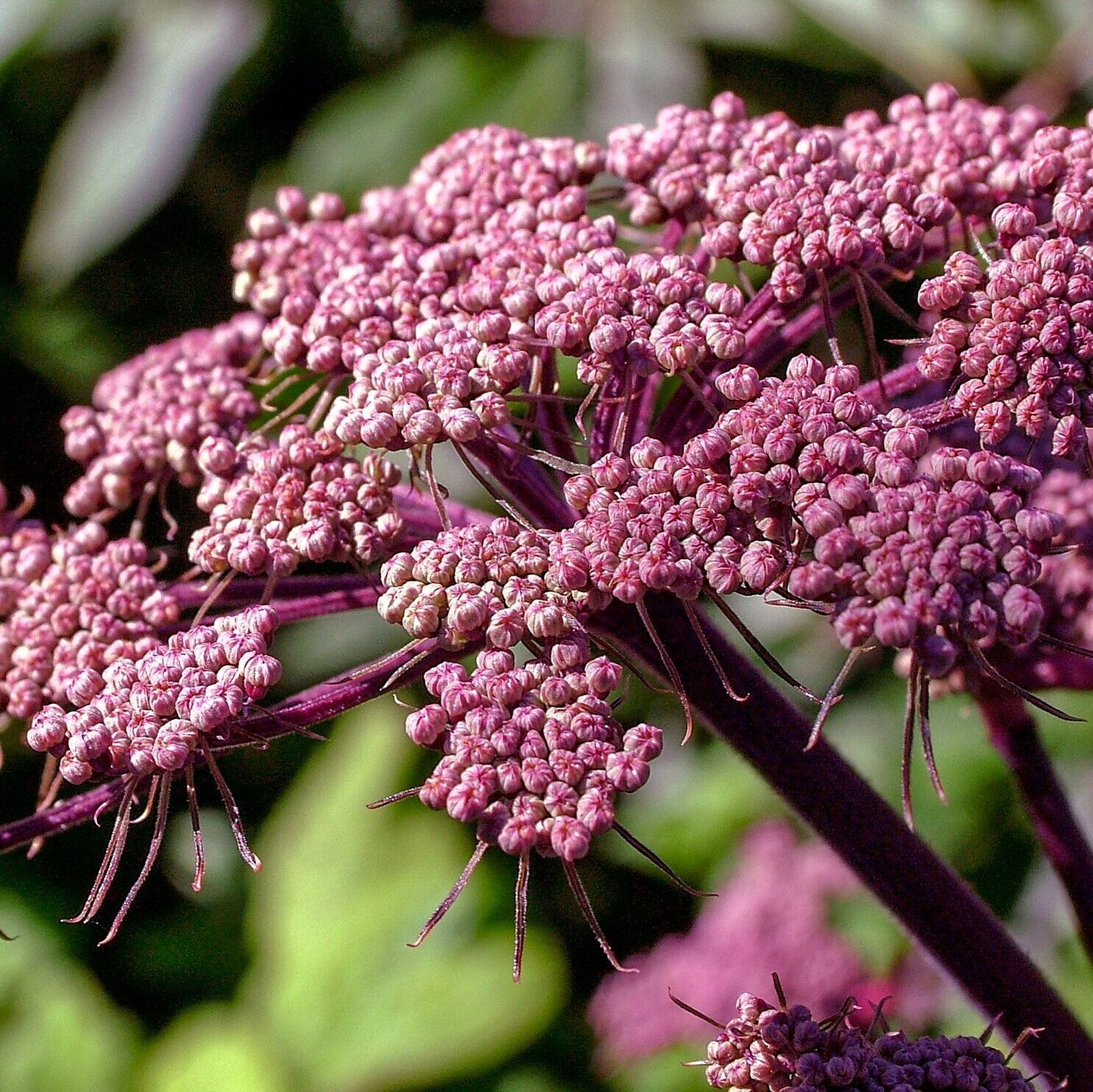 Angelica Sylvestris 'Vicars Mead'