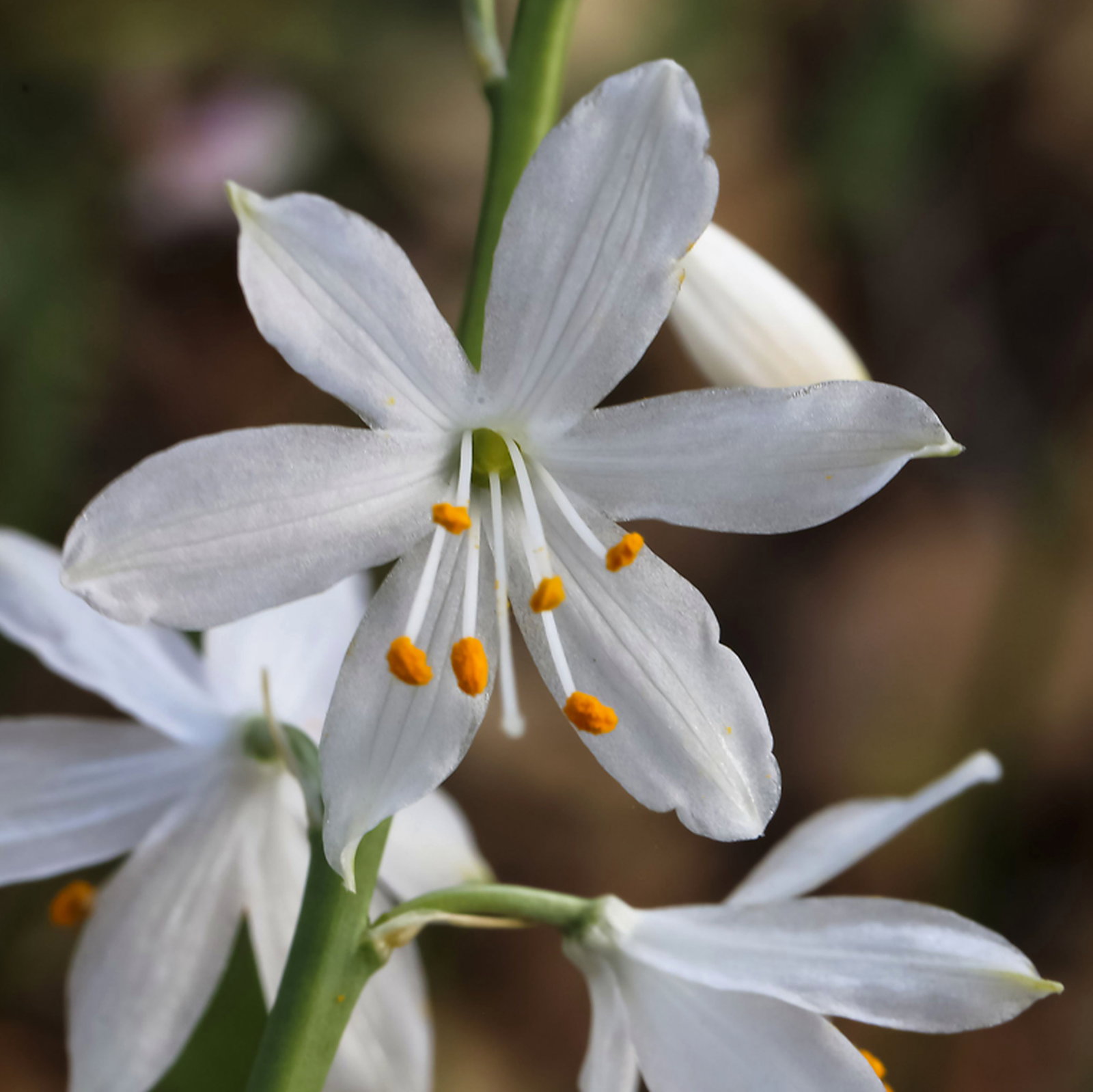 Anthericum Baeticum