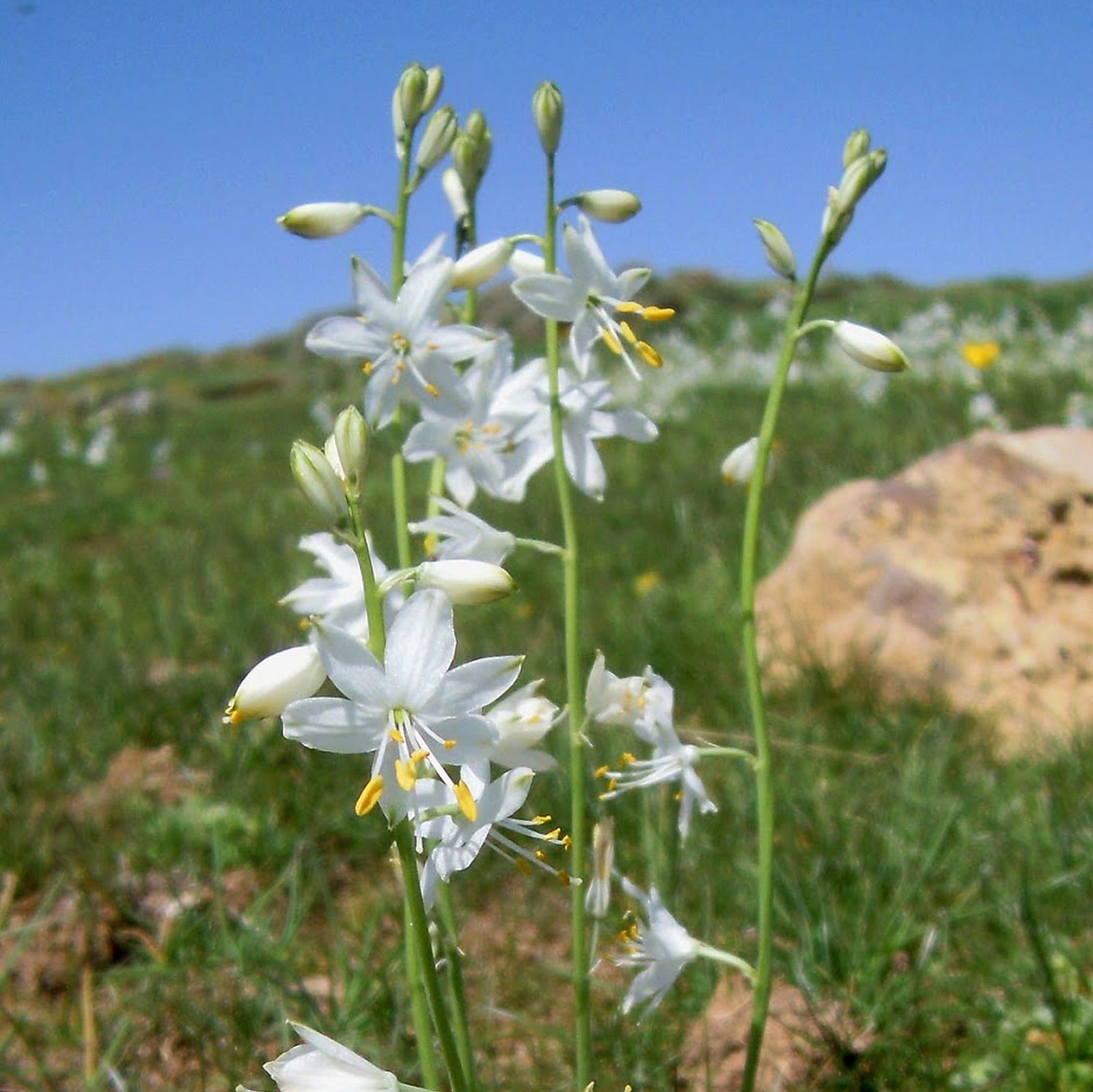 Anthericum Liliago Pyrenees