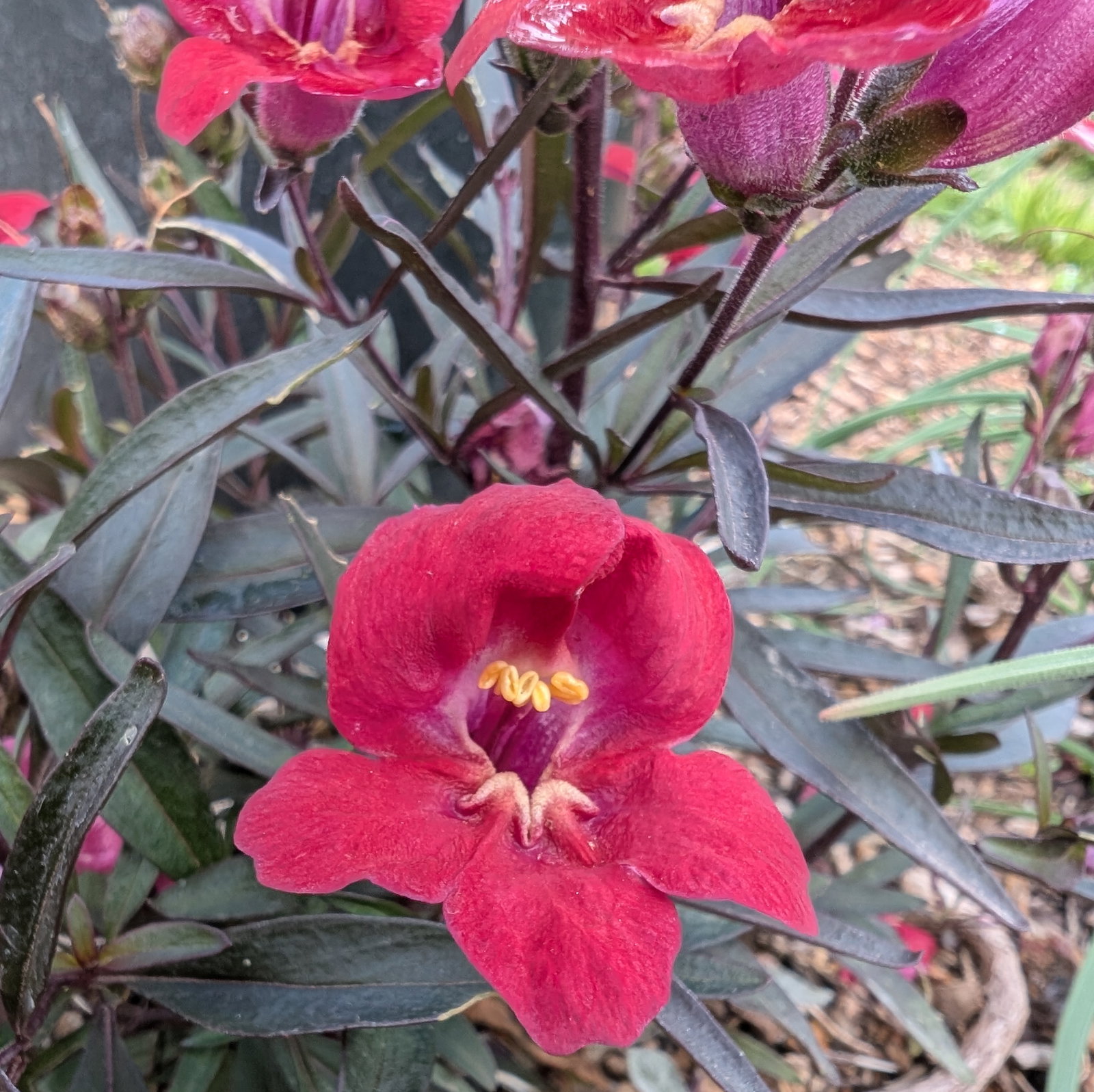 Antirrhinum Cherry Cola