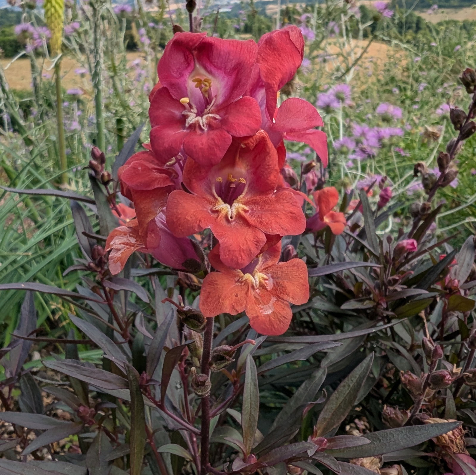 Antirrhinum Cherry Cola