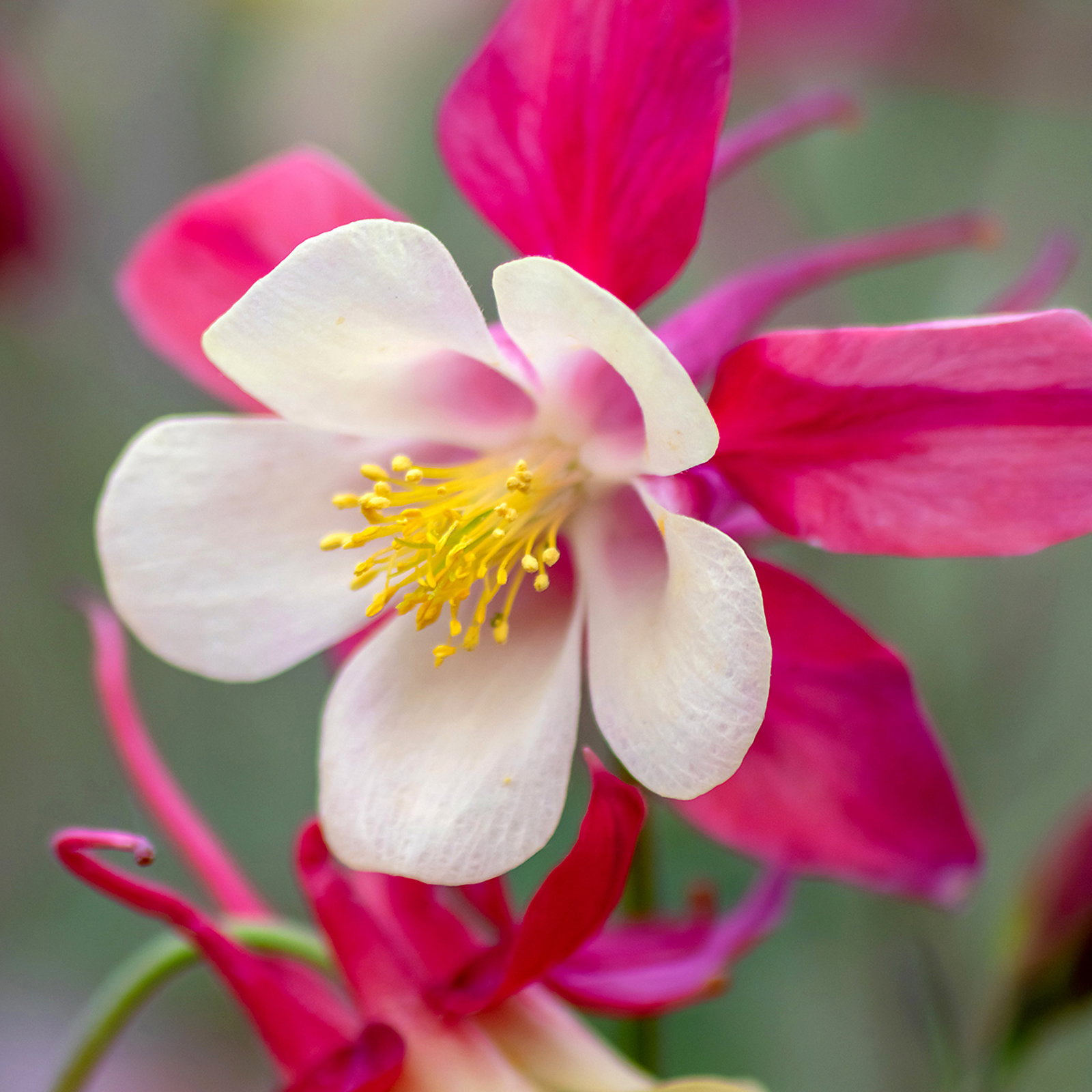 Aquilegia Coerula Rose Queen