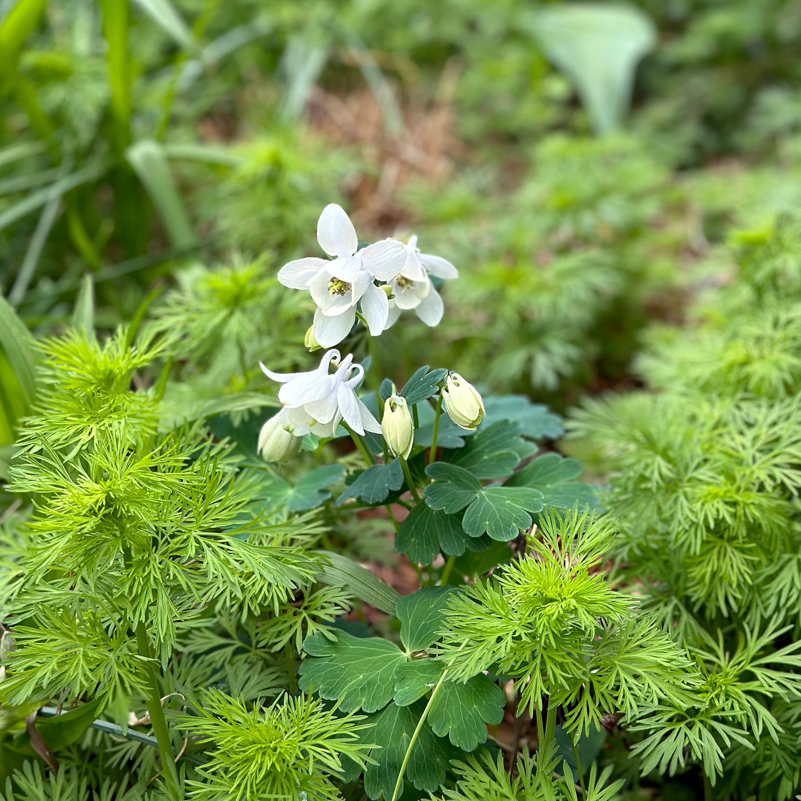Aquilegia Flabellata