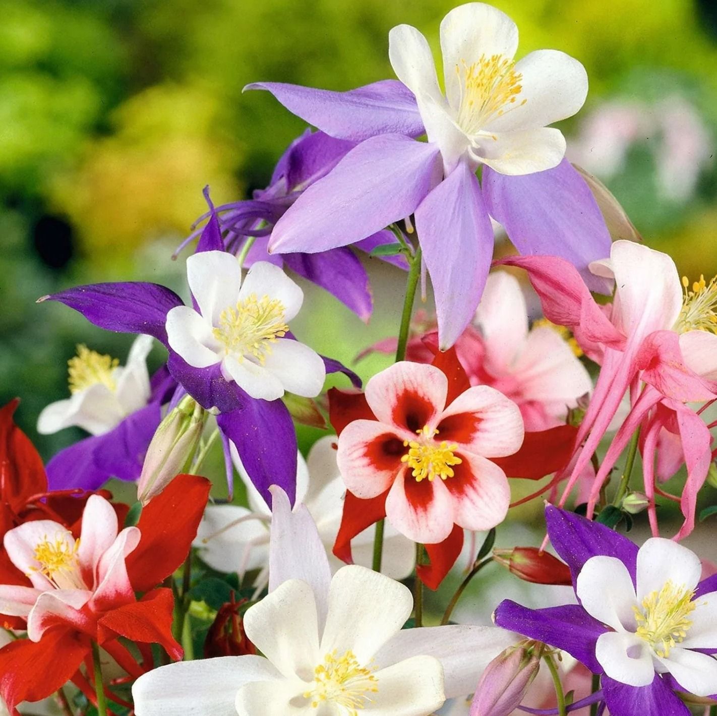 Aquilegia Mixed Species, Cultivars And Forms