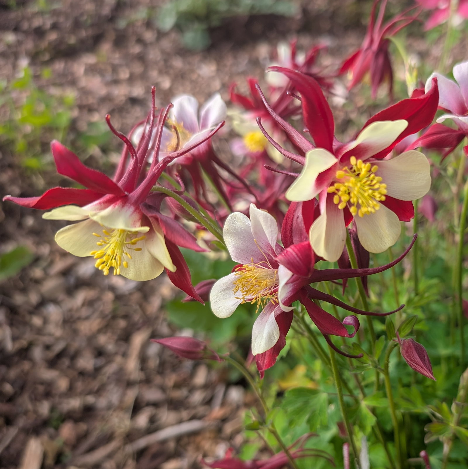 Aquilegia Rostern Crimson Star
