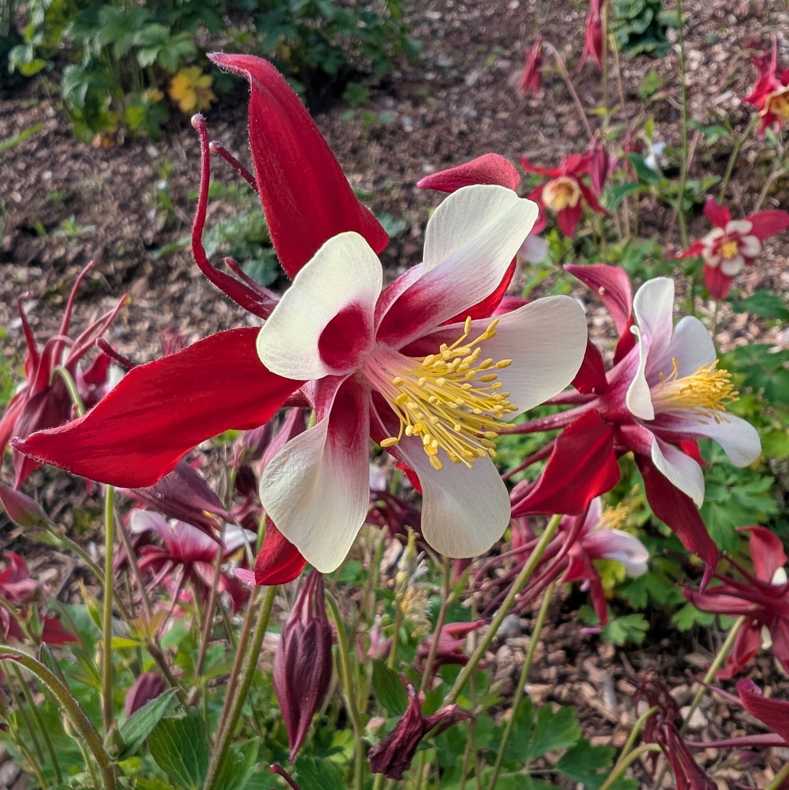 Aquilegia Rostern Crimson Star