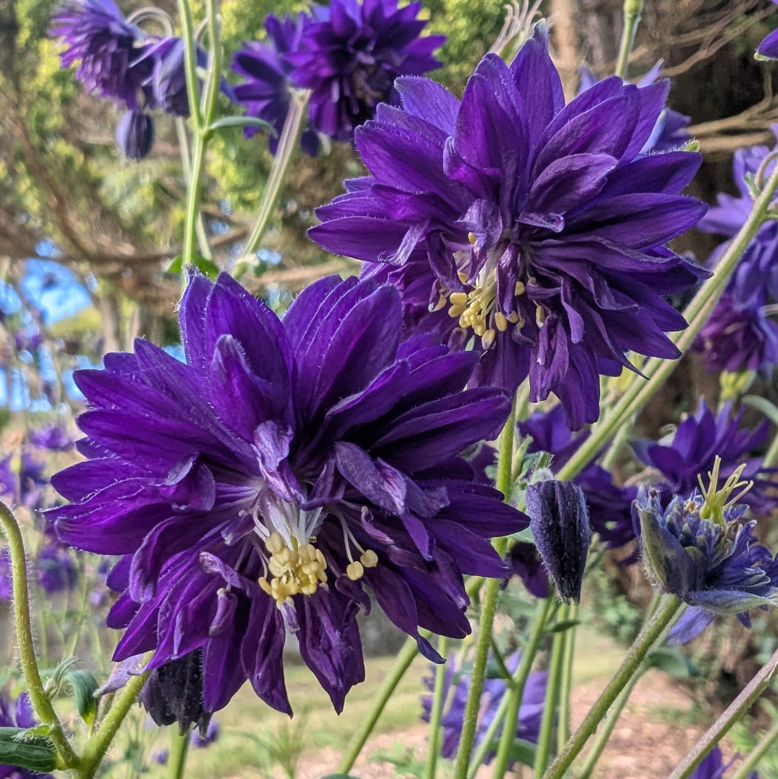 Aquilegia Vulgaris Blue Barlow