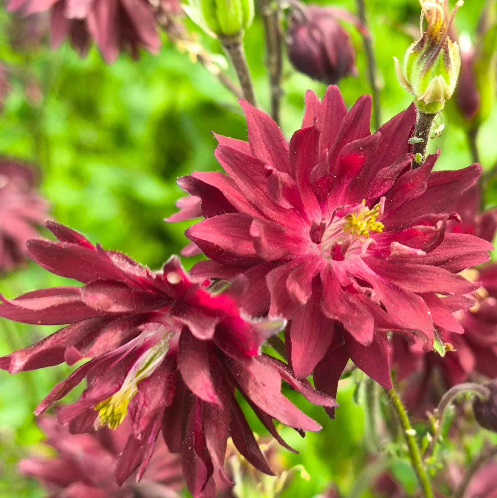 Aquilegia Vulgaris Bordeaux Barlow