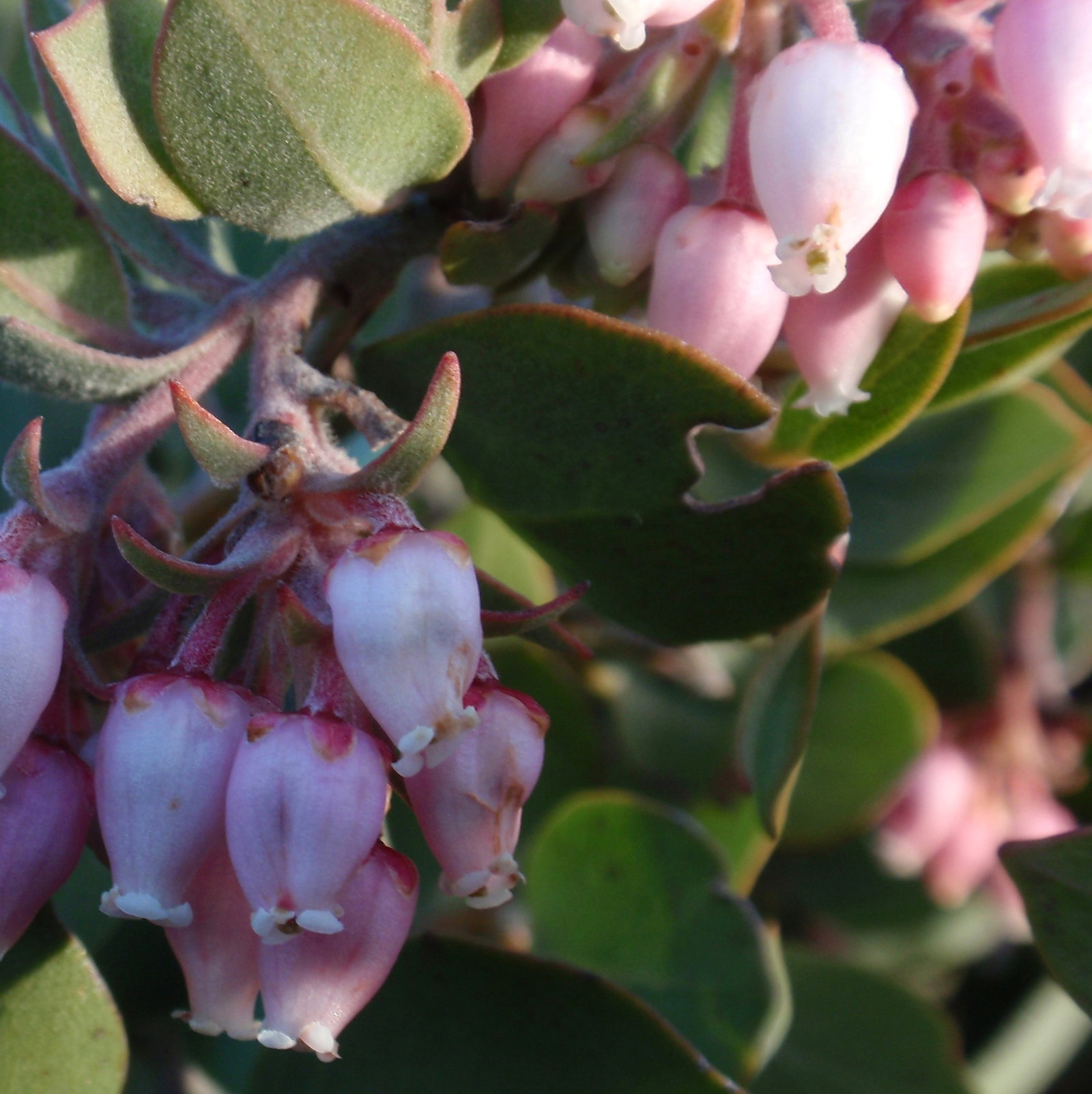 Arctostaphylos Canescens
