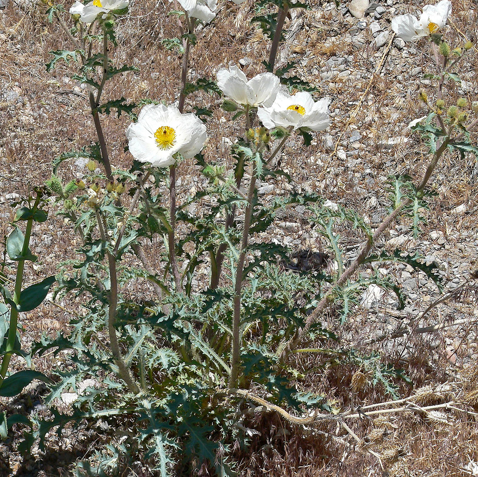 Argemone Munita