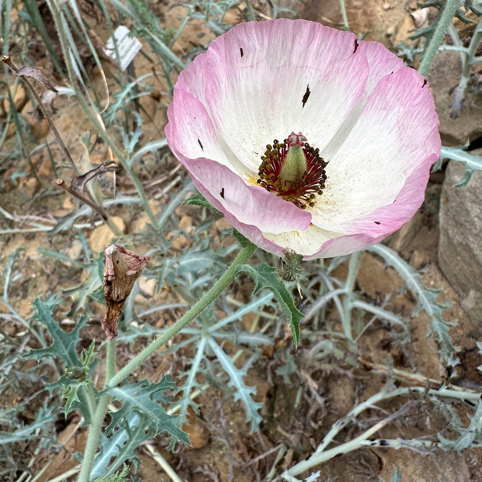 Argemone Rosea