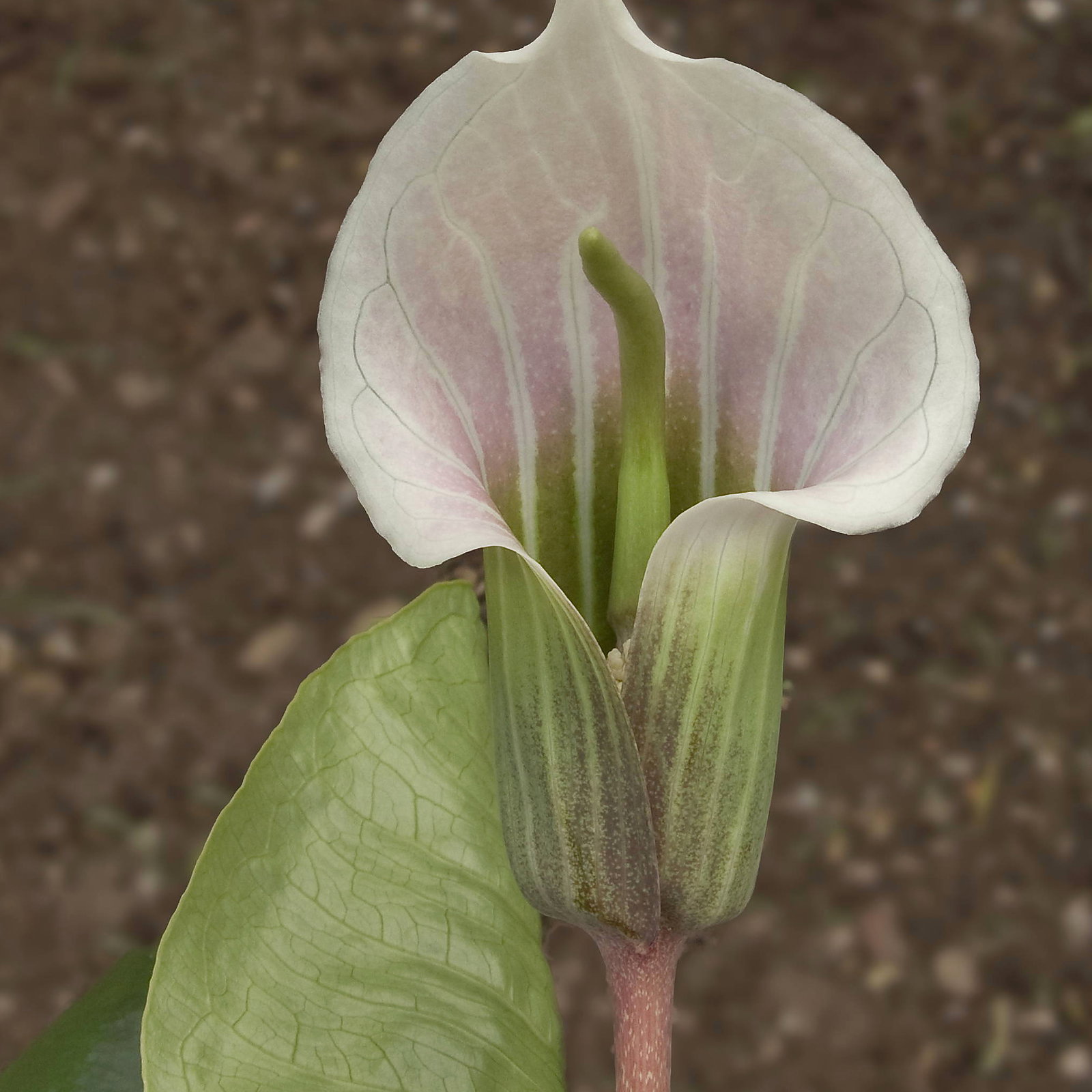 Arisaema Candidissimum