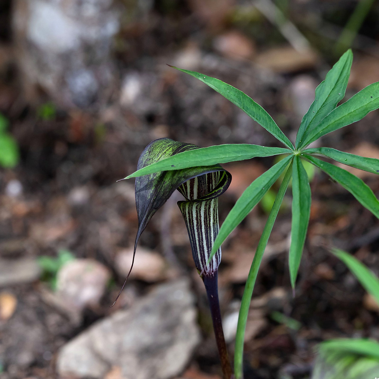 Arisaema Ciliatum Var Liubaense