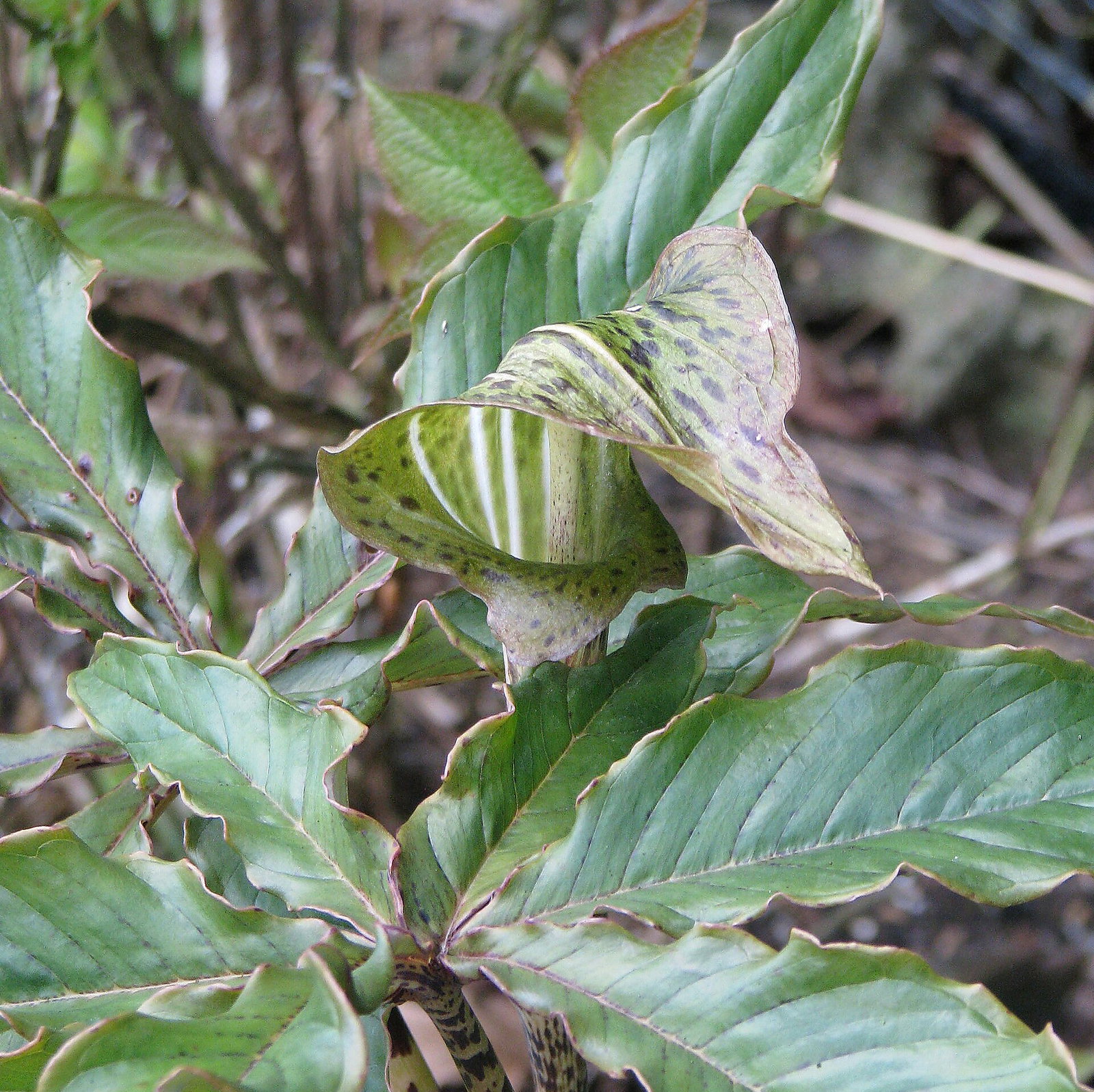 Arisaema Nepenthoides