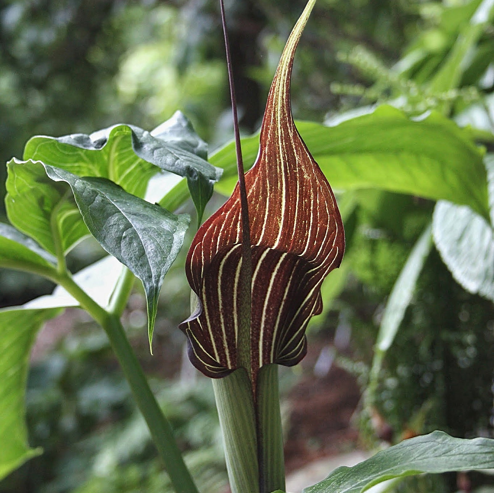 Arisaema Species Mix