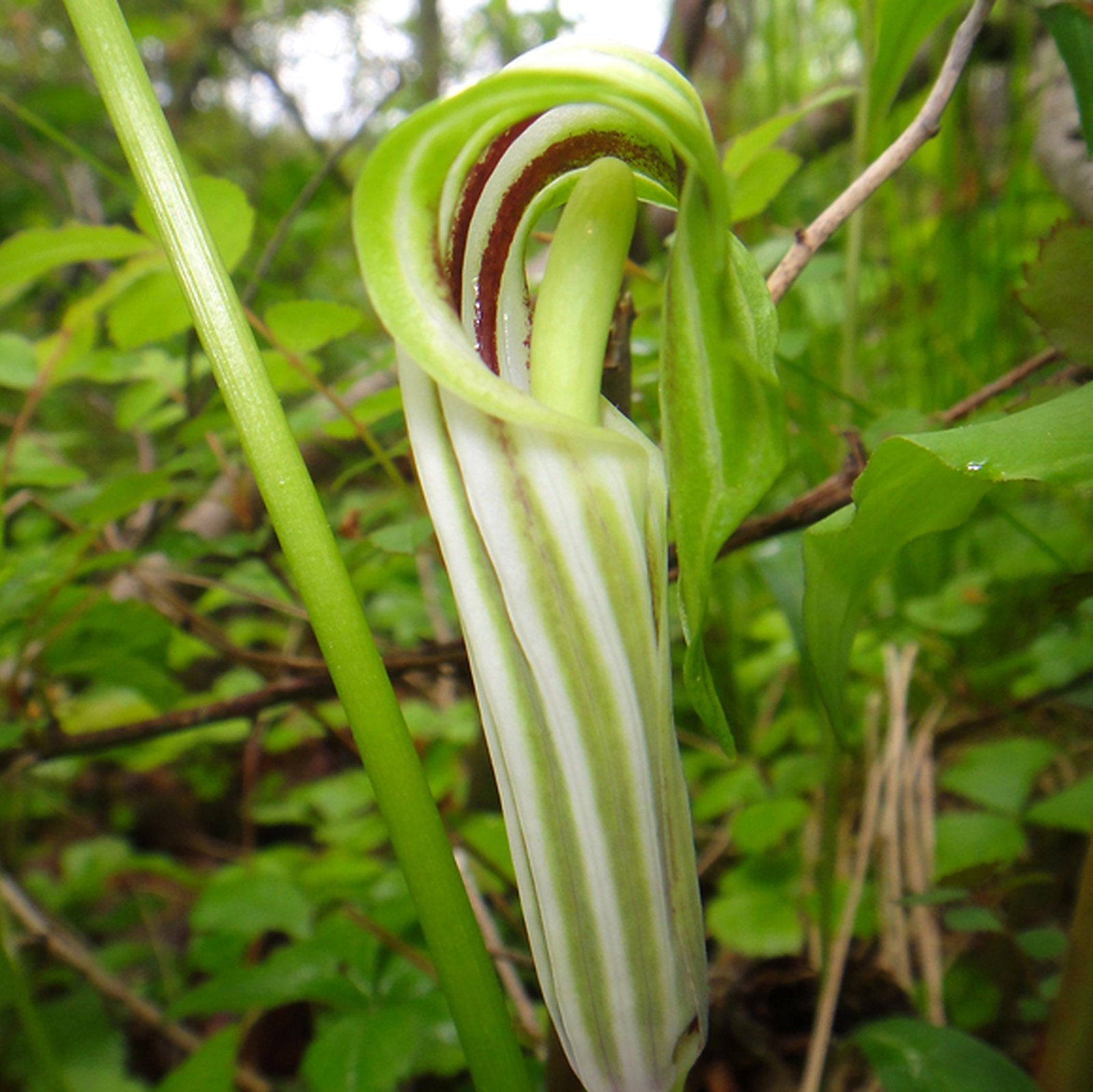 Arisaema Stewardsonii