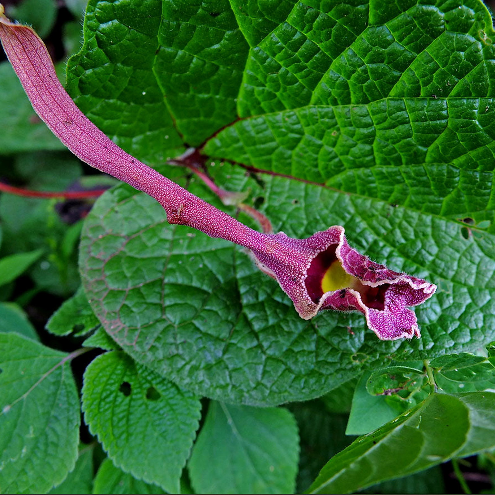 Aristolochia Foetida
