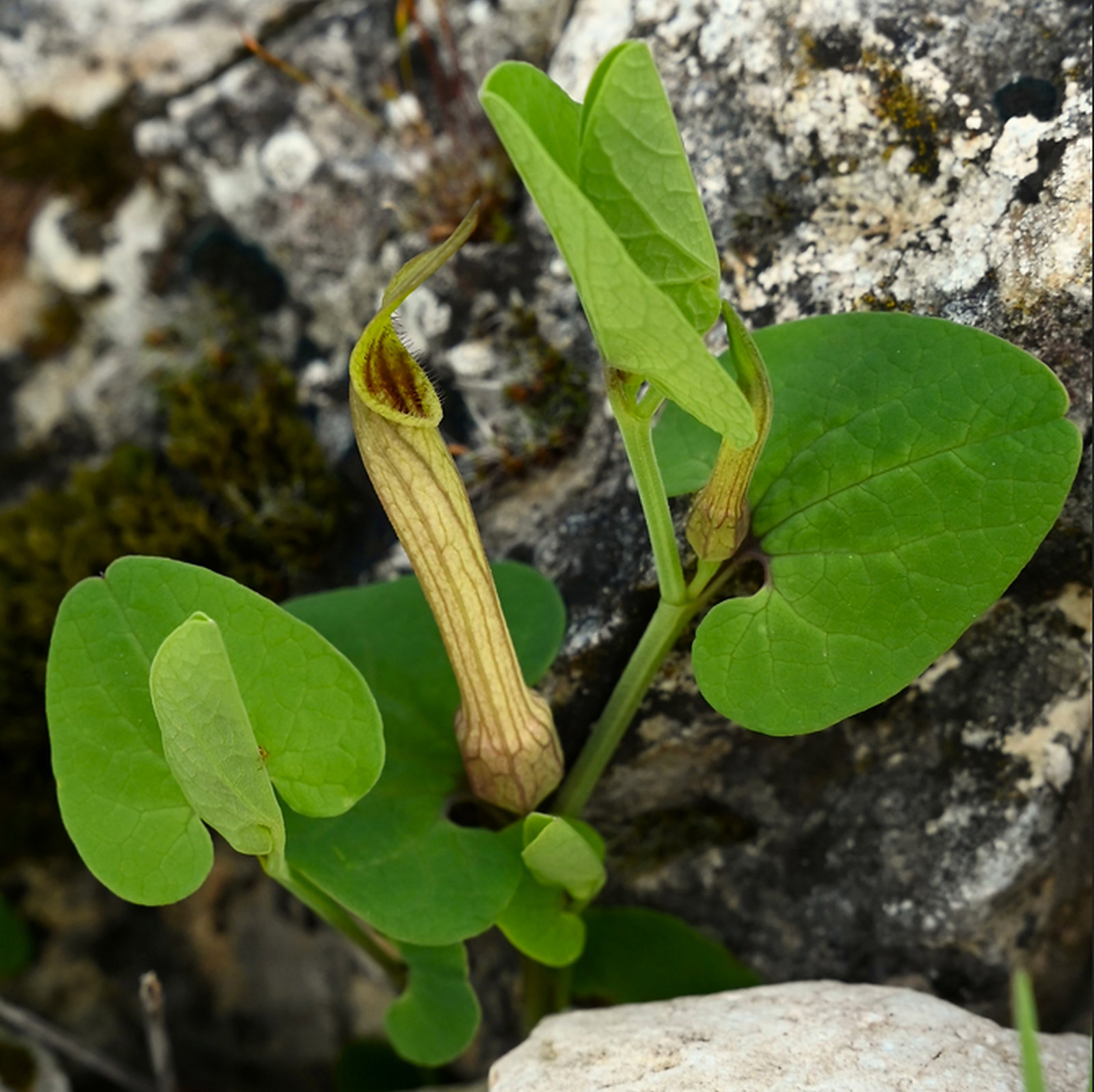Aristolochia Paucinervis