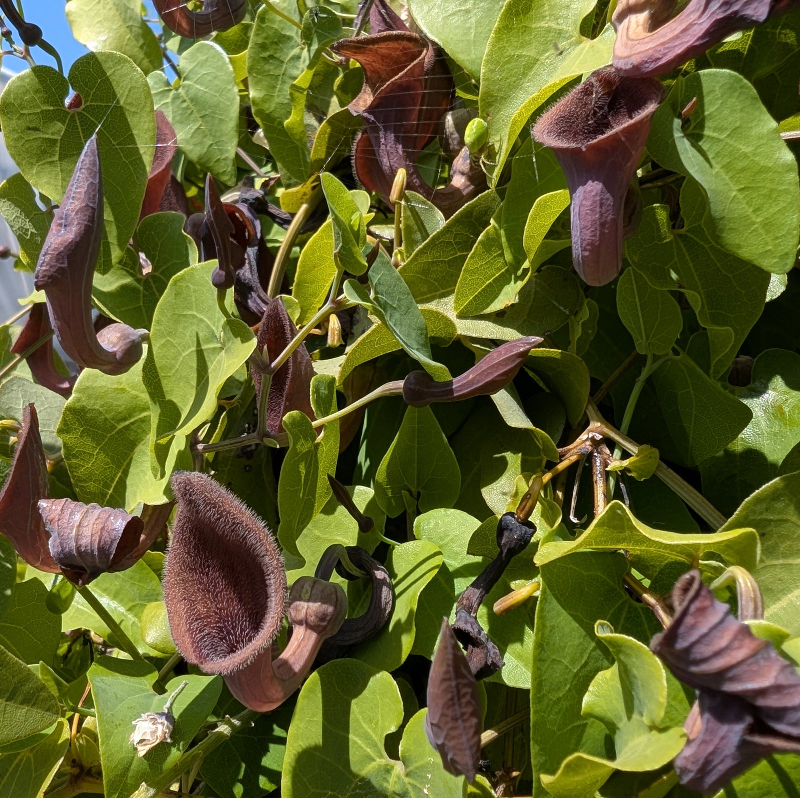 Aristolochia Sempervirens