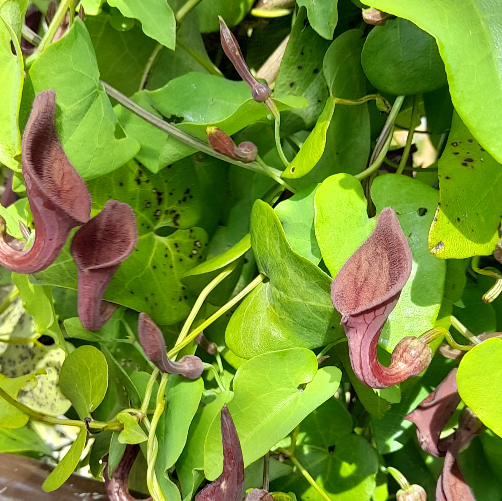 Aristolochia Sempervirens