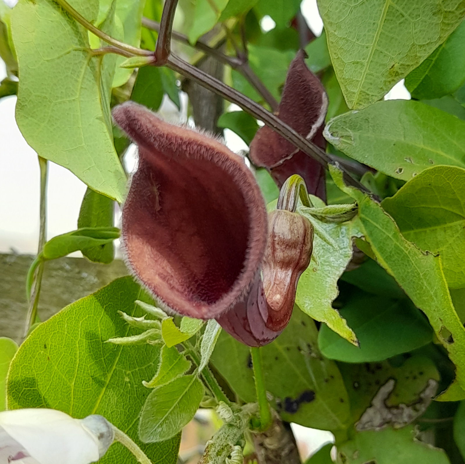 Aristolochia Sempervirens