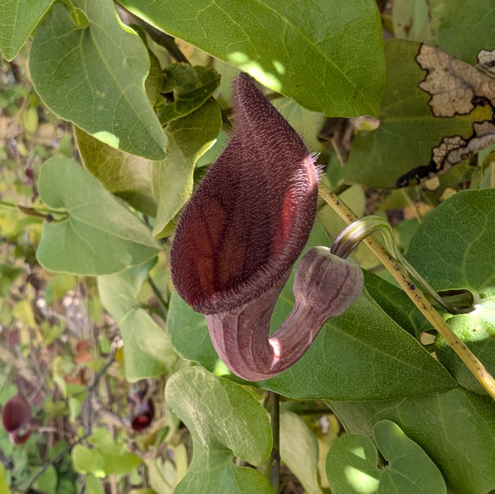 Aristolochia Sempervirens