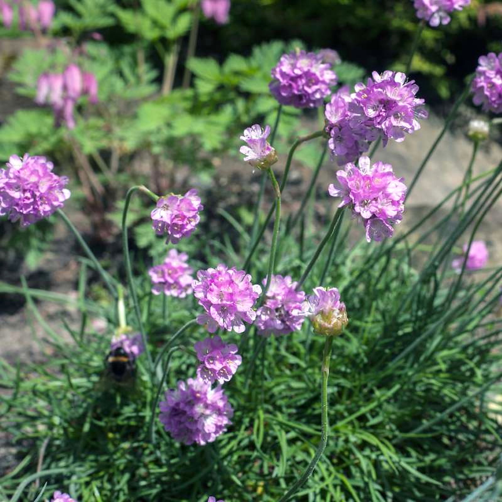 Armeria Alliacea Pink Hybrids