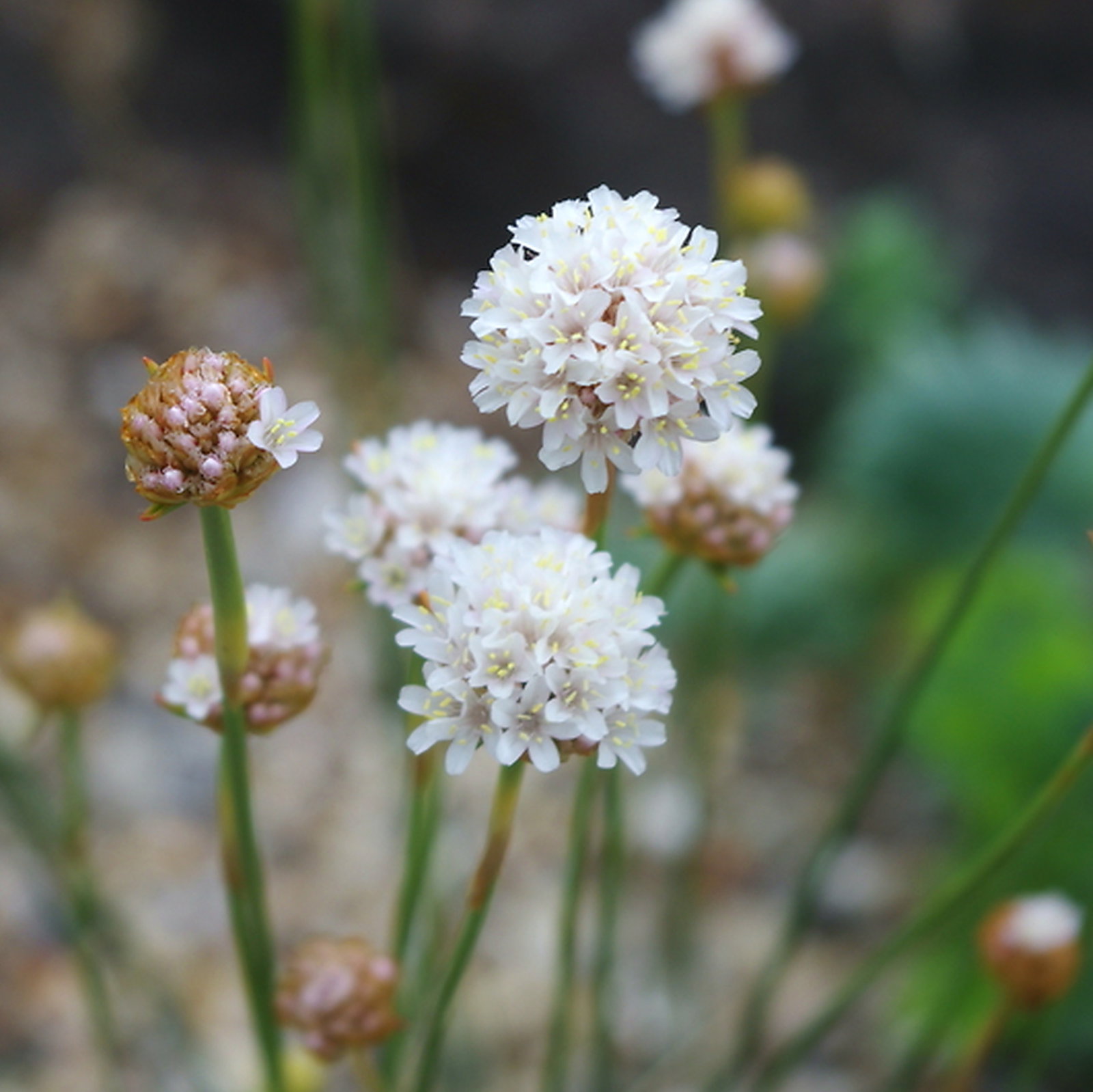 Armeria Alliacea White Hybrids