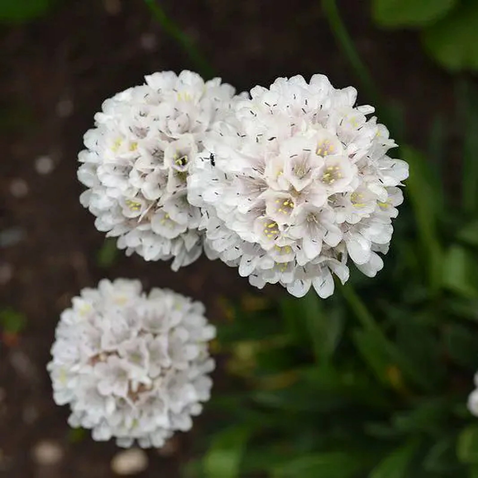 Armeria 'Brutus'