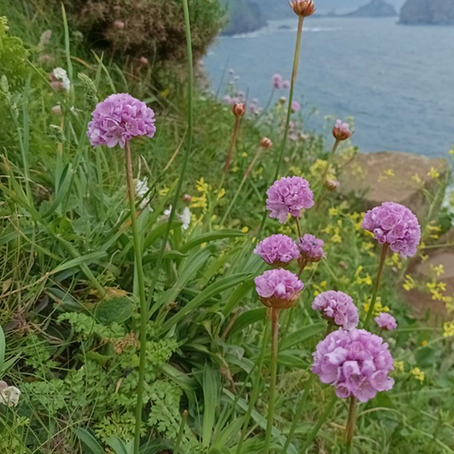 Armeria Euscadensis