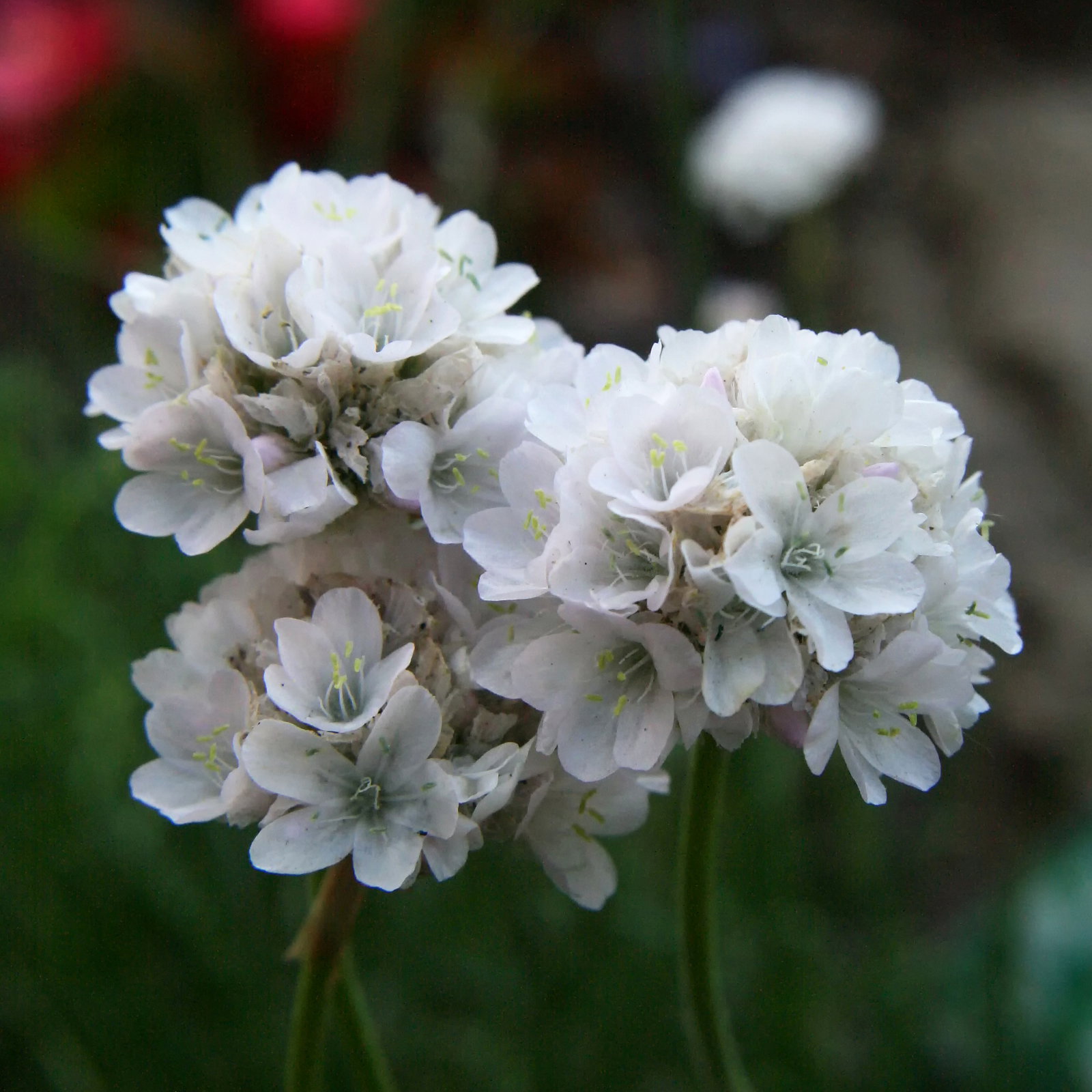 Armeria Maritima Alba