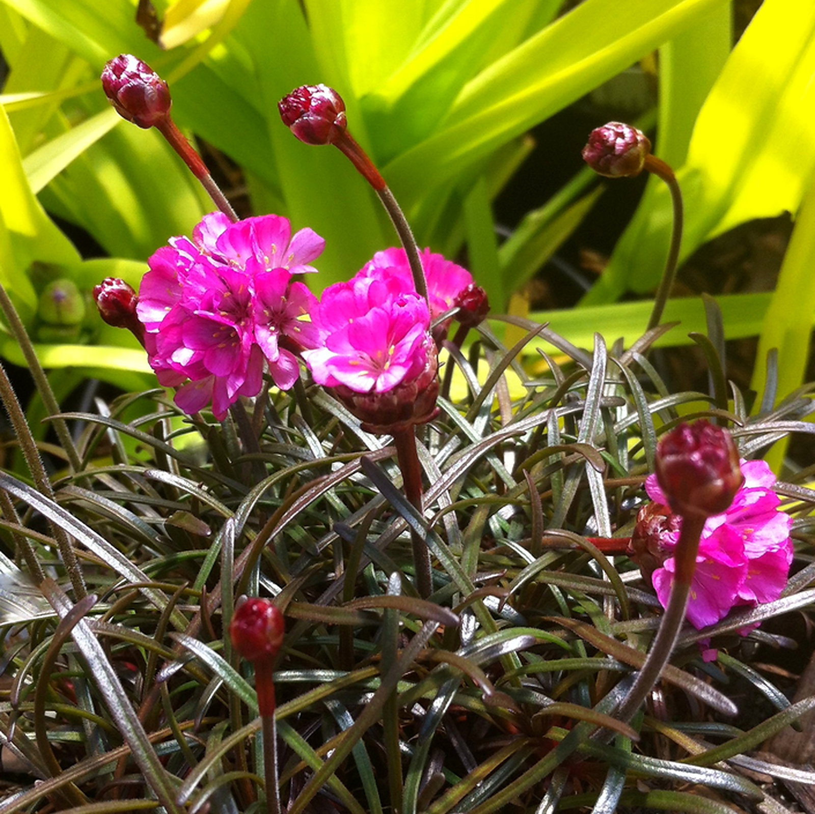 Armeria Maritima Rubrifolia